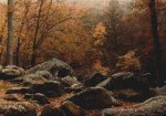 (image for) Autumn Forest